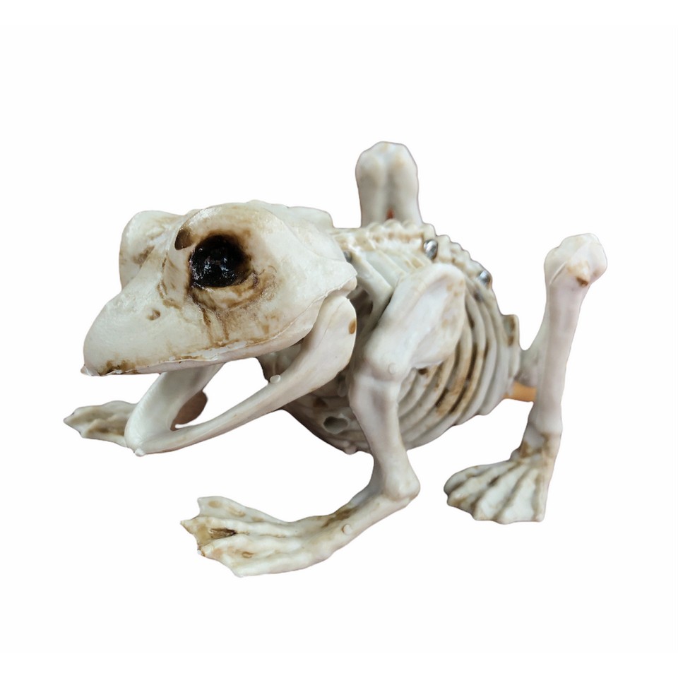 FROG SKELETON